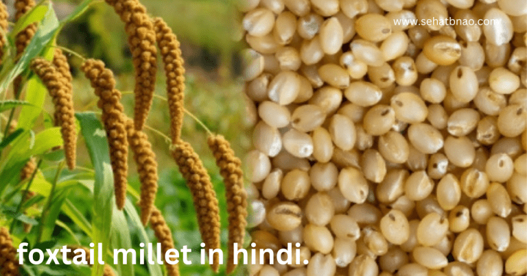 foxtail millet in hindi.